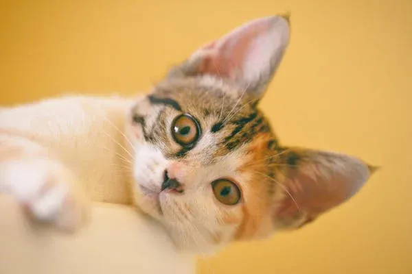 Die Gesundheit von Katzen entschlüsseln: Leukämie vs. Leukämie-Virus-Infektion - ein umfassender Leitfaden