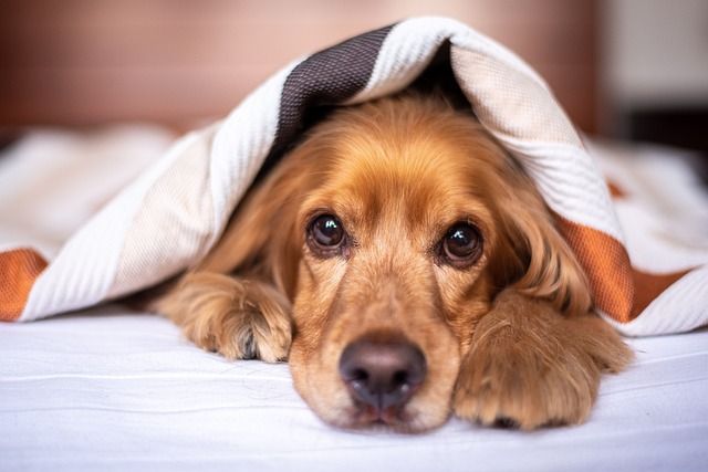 Wächter der Immunität: Die IgE-Werte von Hunden als Schlüsselindikator für die allgemeine Gesundheit