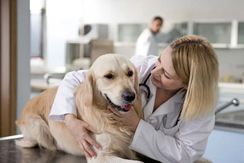 Die Bedeutung der tierärztlichen Versorgung während der Trächtigkeit